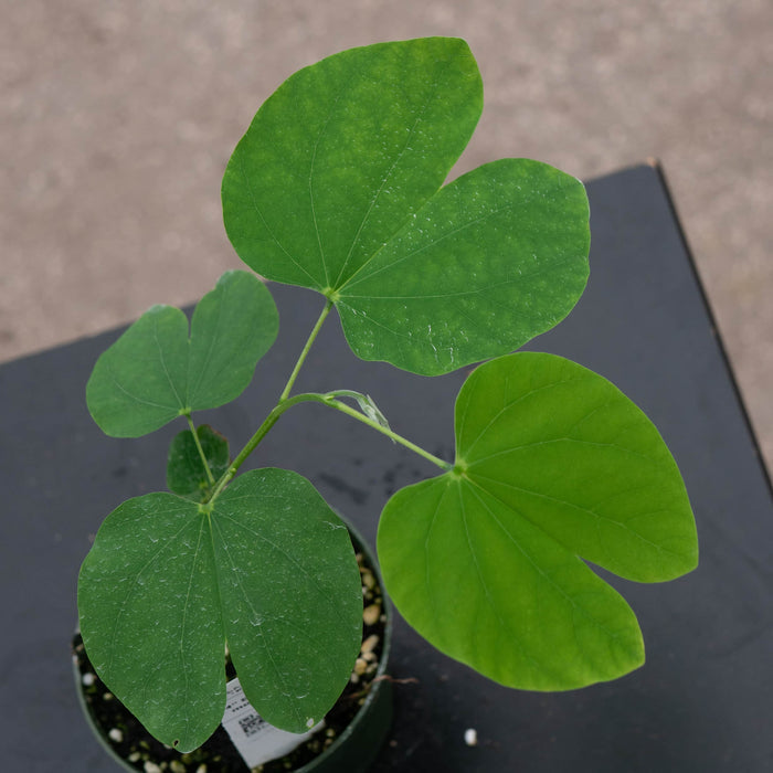 Gabriella Plants Other 4" Bauhinia monandra