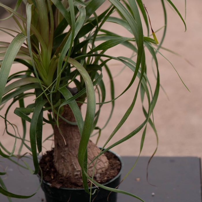 Gabriella Plants Palms 4" Beaucarnea recurvata "Ponytail Palm"