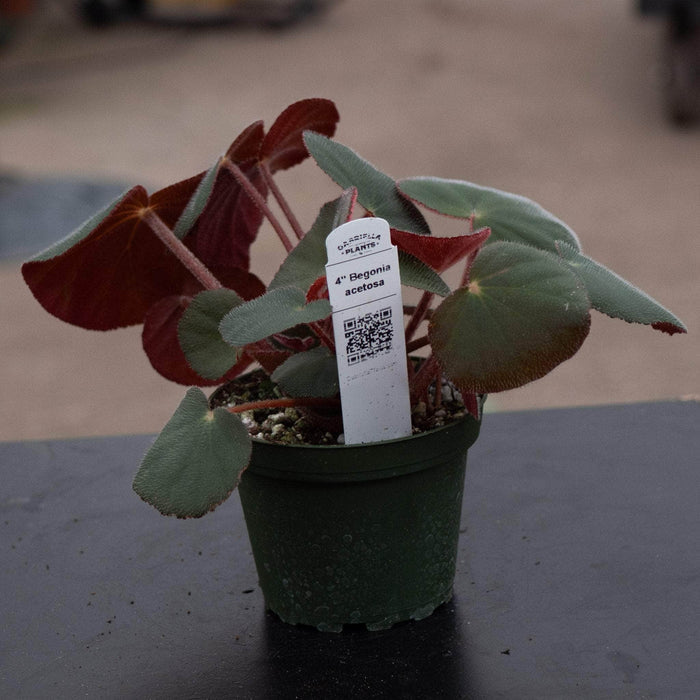 Gabriella Plants Begonia 4" Begonia acetosa