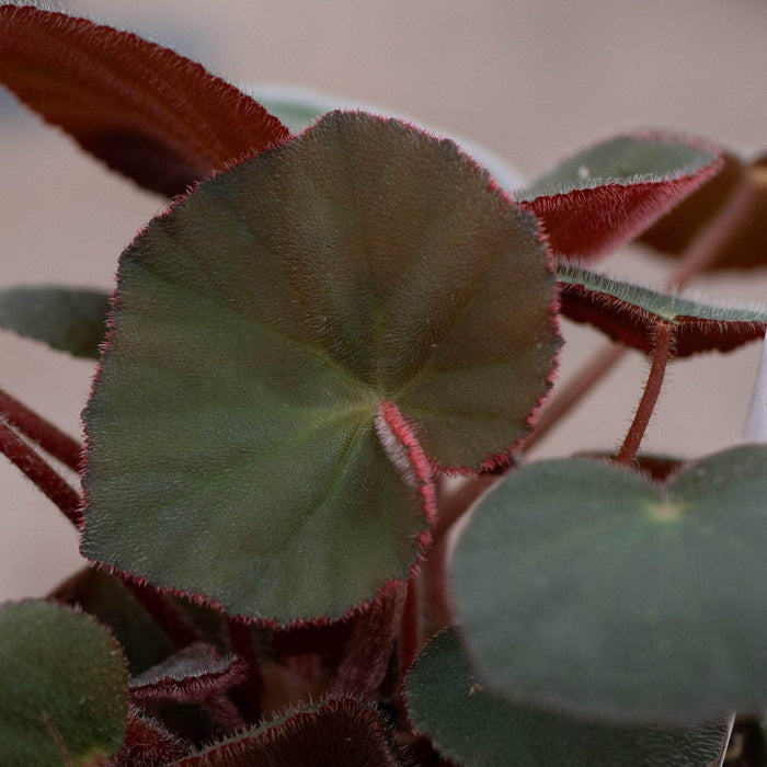Gabriella Plants Begonia 4" Begonia acetosa