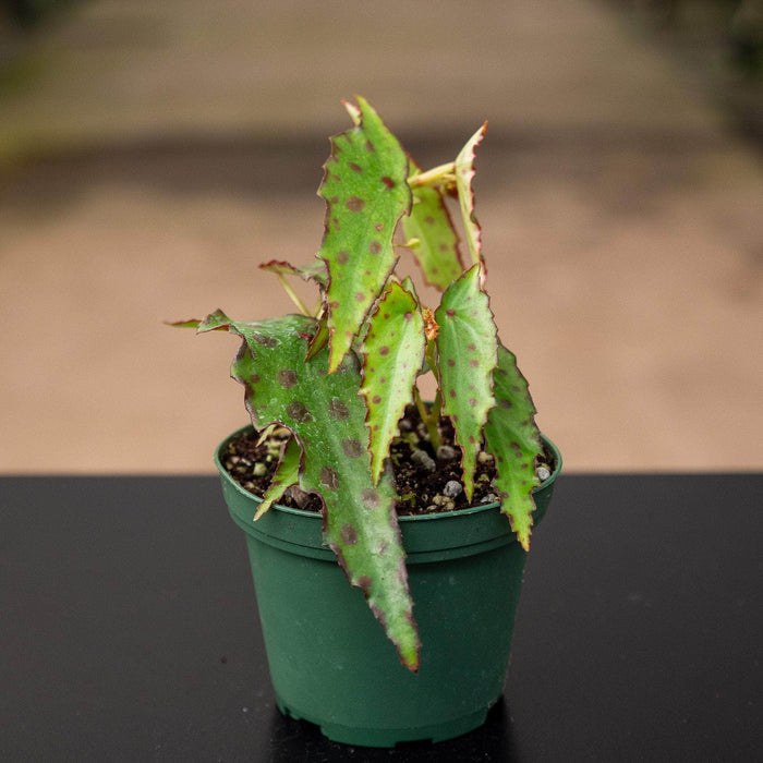 Gabriella Plants Begonia 3" Begonia amphioxus