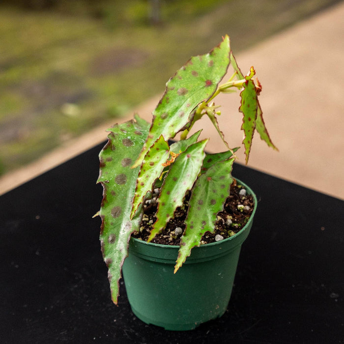 Gabriella Plants Begonia 3" Begonia amphioxus