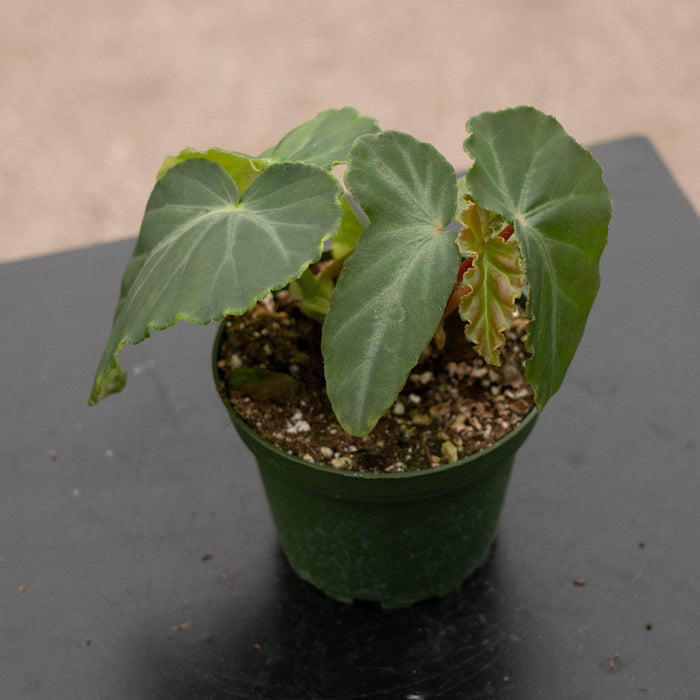 Gabriella Plants Begonia 4" Begonia angularis aff.