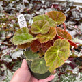 Gabriella Plants Begonia 4" Begonia 'Autumn Ember'