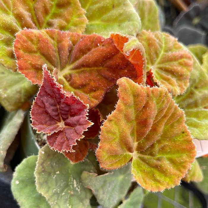 Gabriella Plants Begonia 4" Begonia 'Autumn Ember'