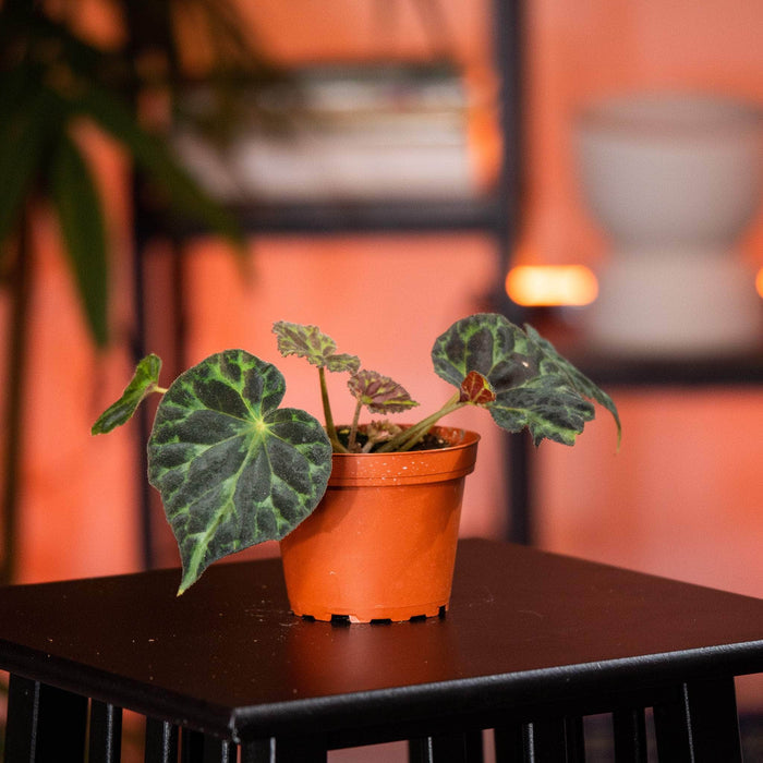 Gabriella Plants Begonia 4" Begonia barsalouxiae