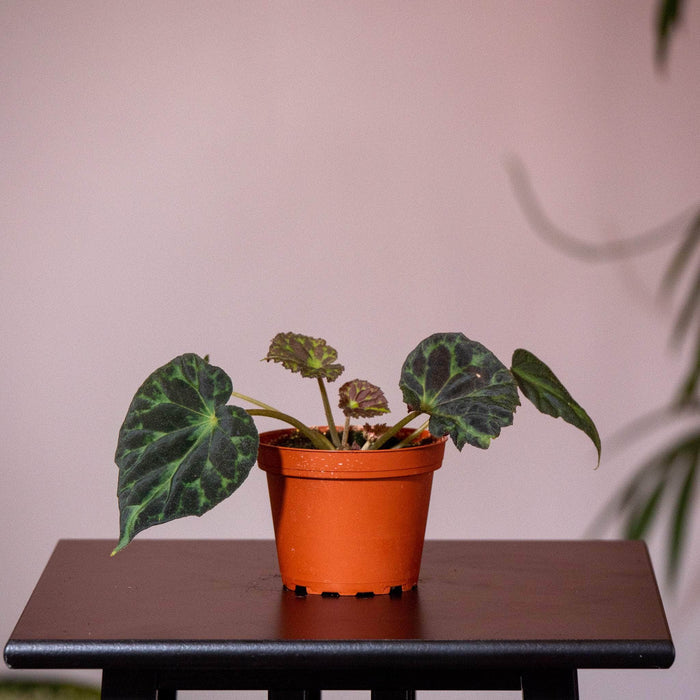 Gabriella Plants Begonia 4" Begonia barsalouxiae