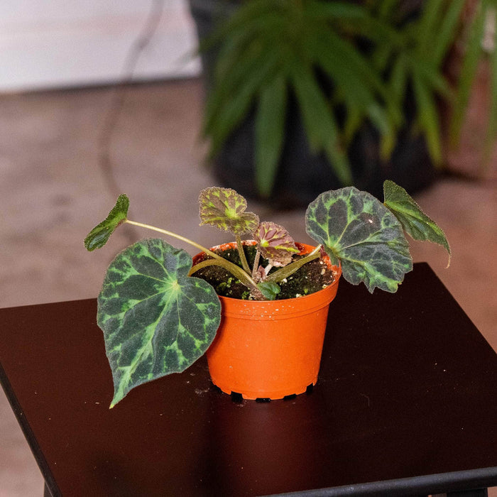 Gabriella Plants Begonia 4" Begonia barsalouxiae