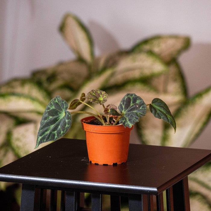 Gabriella Plants Begonia 4" Begonia barsalouxiae