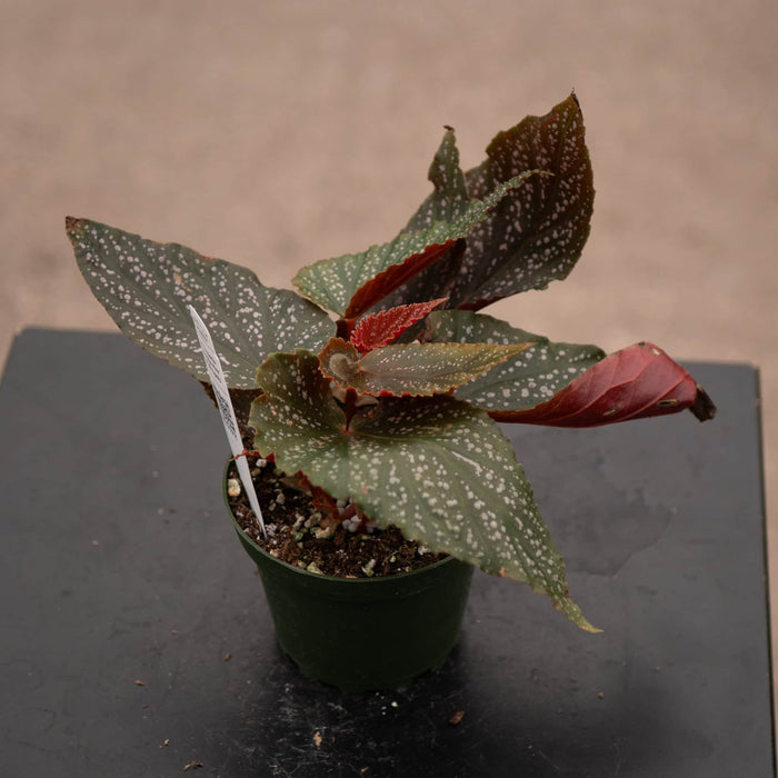 Gabriella Plants Begonia 4' Begonia 'Benigo Pink' 'Pink Spots'