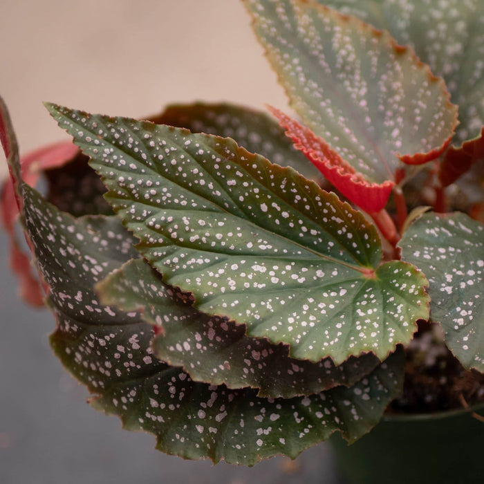 Gabriella Plants Begonia 4' Begonia 'Benigo Pink' 'Pink Spots'