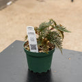 Gabriella Plants Begonia 4" Begonia bipinnatifida