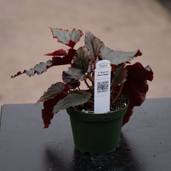 Gabriella Plants Begonia 4" Begonia 'Black Magic'