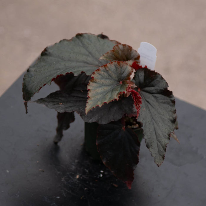 Gabriella Plants Begonia 4" Begonia 'Black Magic'