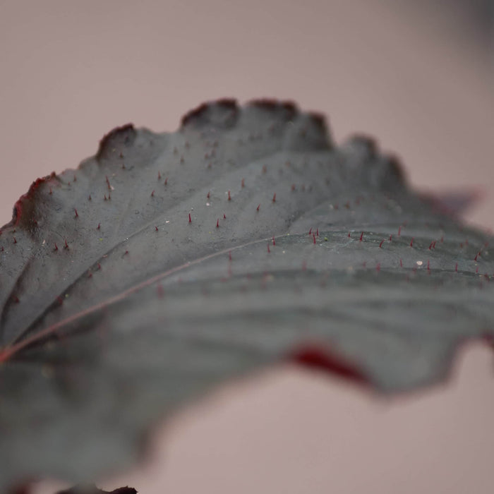 Gabriella Plants Begonia 4" Begonia 'Black Magic'