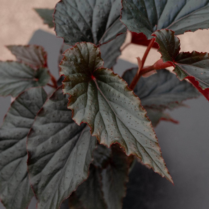 Gabriella Plants Begonia 4" Begonia 'Black Magic'