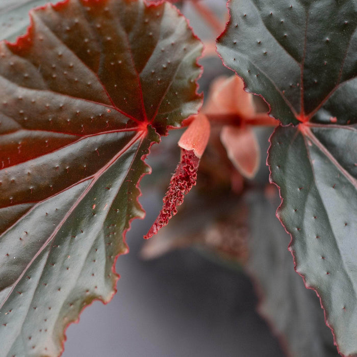 Gabriella Plants Begonia 4" Begonia 'Black Magic'