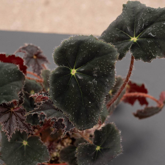 Gabriella Plants Begonia 4" Begonia 'Black Velvet'
