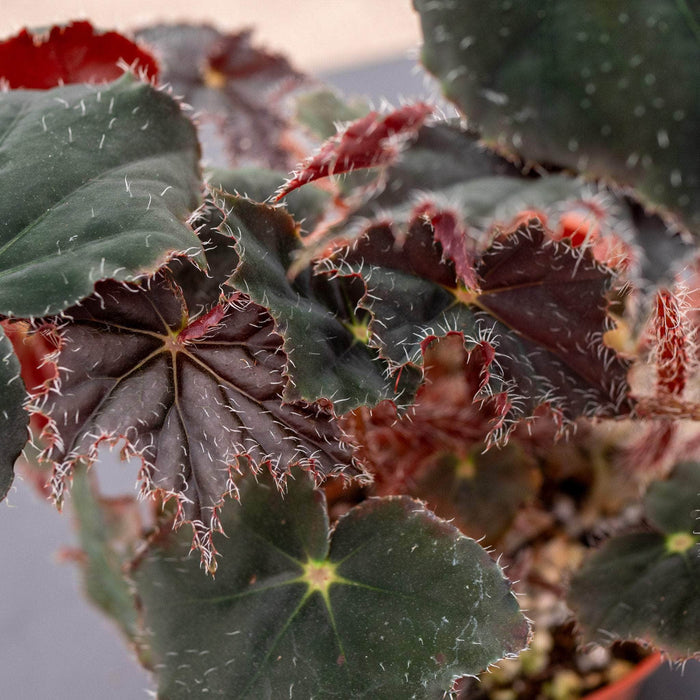 Gabriella Plants Begonia 4" Begonia 'Black Velvet'