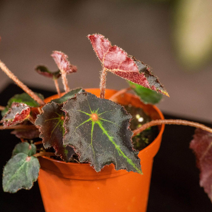 Gabriella Plants Begonia 4" Begonia ‘Boyfriend'