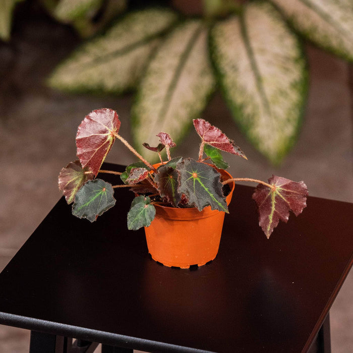 Gabriella Plants Begonia 4" Begonia ‘Boyfriend'