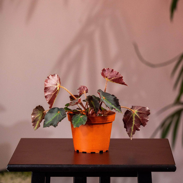 Gabriella Plants Begonia 4" Begonia ‘Boyfriend'
