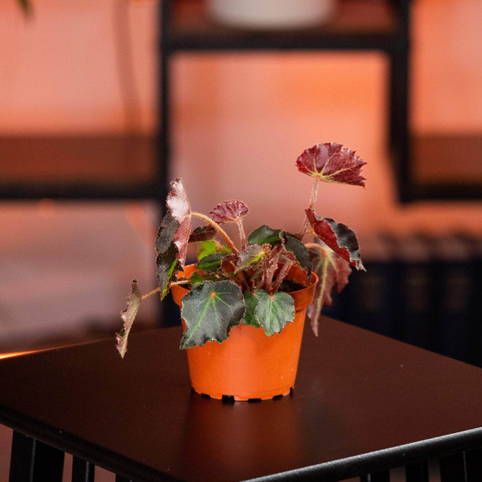 Gabriella Plants Begonia 4" Begonia ‘Boyfriend'