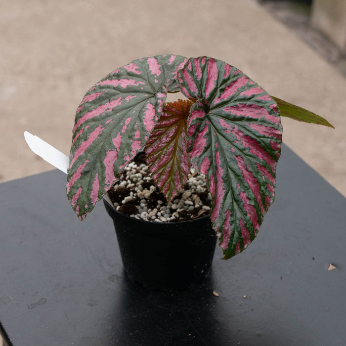 Gabriella Plants Begonia 4" Begonia brevirimosa subsp. exotica