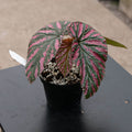 Gabriella Plants Begonia 4" Begonia brevirimosa subsp. exotica