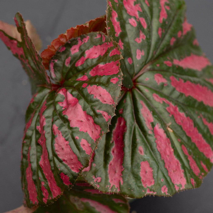 Gabriella Plants Begonia 4" Begonia brevirimosa subsp. exotica