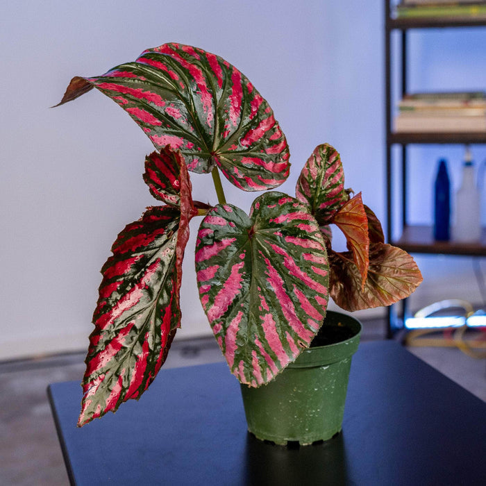 Gabriella Plants Begonia 4" Begonia brevirimosa subsp. exotica