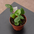 Gabriella Plants Begonia 4" Begonia conchifolia var. rubrimacula