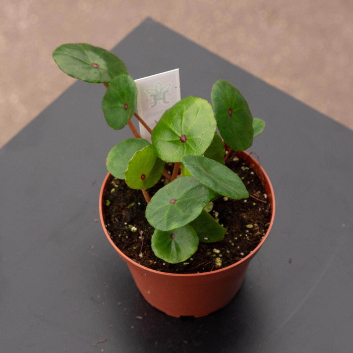 Gabriella Plants Begonia 4" Begonia conchifolia var. rubrimacula