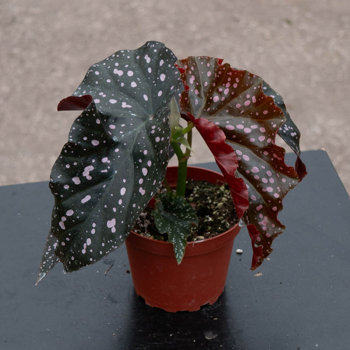 Gabriella Plants Begonia 4" Begonia 'Cracklin' Rosie'