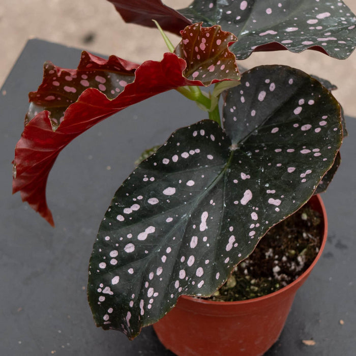 Gabriella Plants Begonia 4" Begonia 'Cracklin' Rosie'