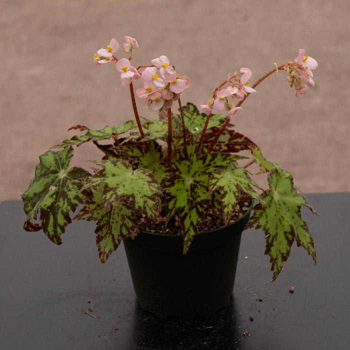 Gabriella Plants Begonia 4" Begonia ‘Geometry’