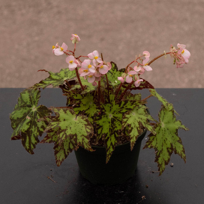 Gabriella Plants Begonia 4" Begonia ‘Geometry’