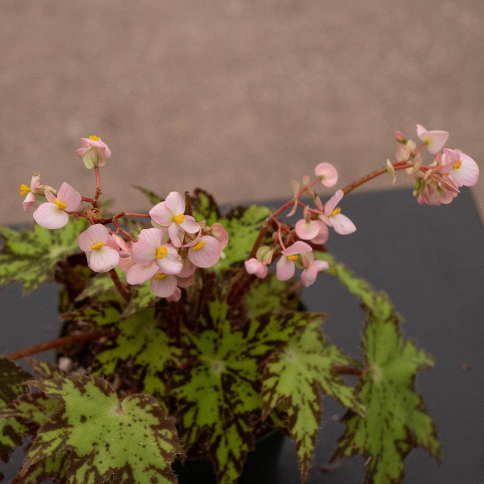 Gabriella Plants Begonia 4" Begonia ‘Geometry’