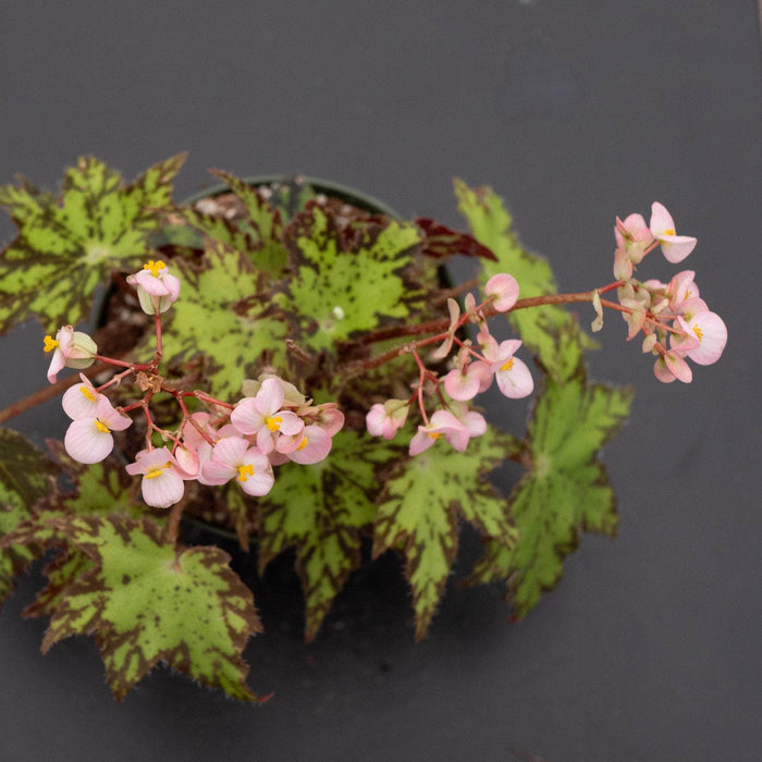 Gabriella Plants Begonia 4" Begonia ‘Geometry’