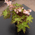 Gabriella Plants Begonia 4" Begonia ‘Geometry’