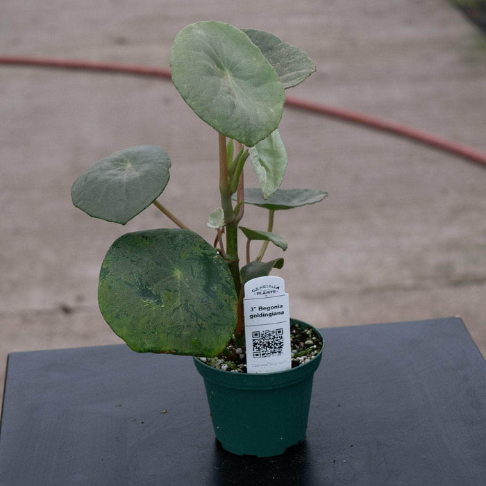 Gabriella Plants Begonia 3" Begonia goldingiana
