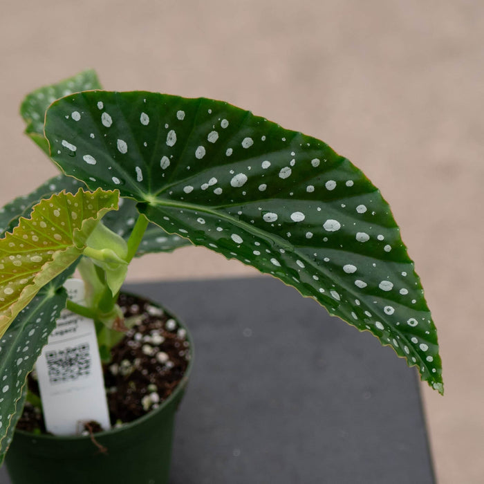 Gabriella Plants Begonia 4" Begonia 'Harmony's Legacy'