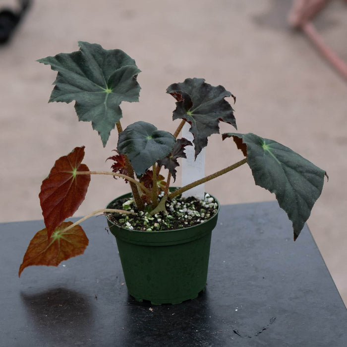Gabriella Plants Begonia 4" Begonia 'Joe Hayden'