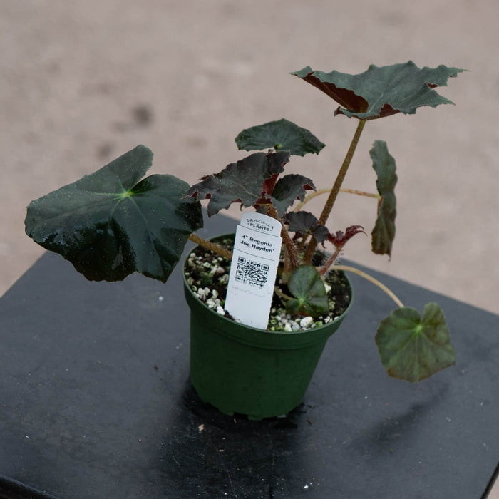 Gabriella Plants Begonia 4" Begonia 'Joe Hayden'