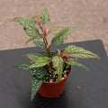 Gabriella Plants Begonia 4" Begonia 'Little Miss Sherri' aff.