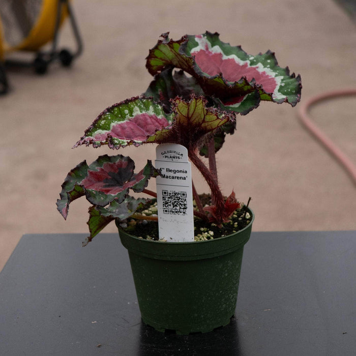 Gabriella Plants Begonia 4" Begonia 'Macarena'