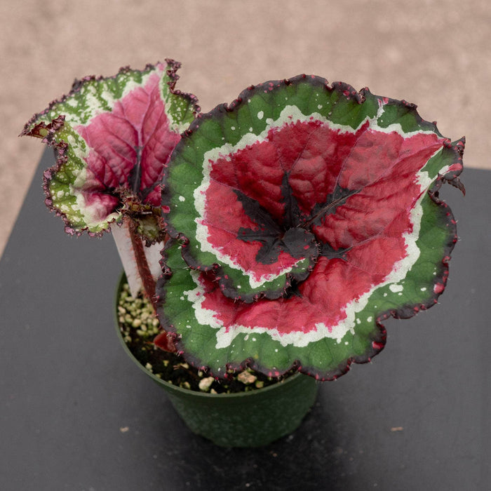 Gabriella Plants Begonia 4" Begonia 'Macarena'
