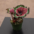 Gabriella Plants Begonia 4" Begonia 'Macarena'