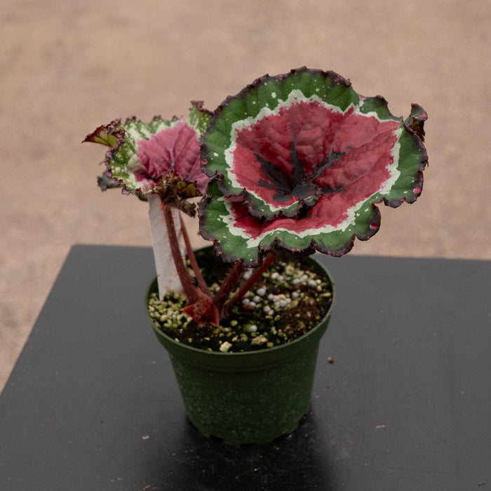 Gabriella Plants Begonia 4" Begonia 'Macarena'