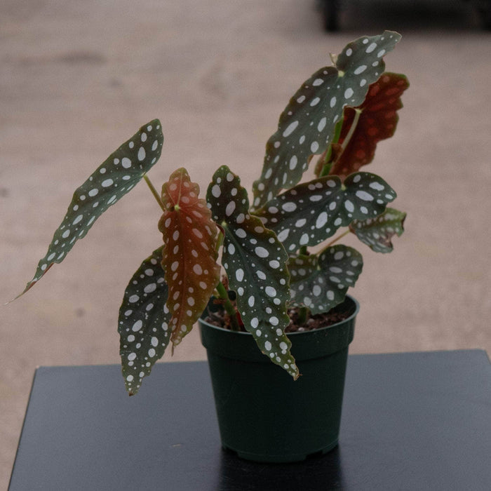 Gabriella Plants Begonia 4" Begonia maculata